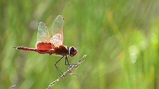 <i>Tramea eurybia</i> Species of dragonfly