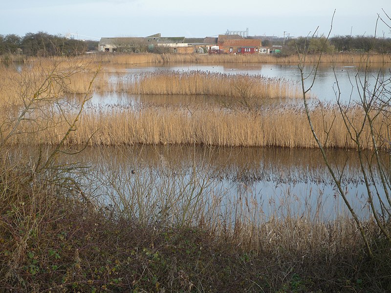 File:Reedbeds at Barrow Haven - geograph.org.uk - 1824846.jpg