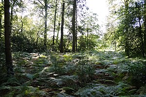 Ferns and trees in the heron colony Lage (Dinkel)