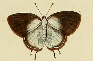 <i>Rekoa palegon</i> Species of butterfly