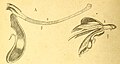 Renanthera caloptera (as syn. Saccolabium purpureum) in vol. 2 plate 123: Bogor & Kebun Raja Icones Bogorienses Leiden (1897-1914) (Detail)