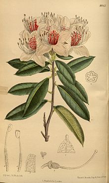 Rhododendron charianthum 142-8665.jpg
