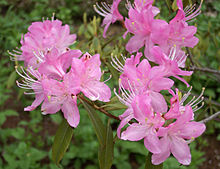 Rhododendron davidsonianum רות ליונס.jpg