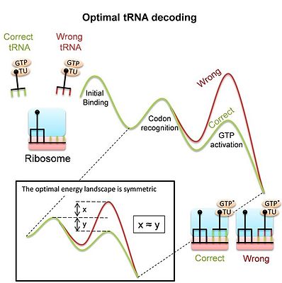 Ribosome uses conformational proofreading for tRNA decoding. main: The curves show the free energy landscape of codon recognition as suggested by experiments. In the stages that are sensitive to codon identity, the pathways of correct (green) and wrong (red) tRNAs split. The multistage kinetics include: Initial binding and codon recognition: a complex of elongation factor (EF-Tu) and aminoacyl-tRNA binds to the ribosome. Codon is recognized by pairing with the anticodon, and by additional interaction with the "decoding center" of the ribosome. As a result, correct (cognate) tRNAs are more stable than non-cognate ones. GTP activation and hydrolysis: Codon recognition leads to global conformational changes of the ribosome and tRNA, which are different for cognate or non-cognate tRNAs and affect GTP activation and hydrolysis by EF-Tu. The conformational proofreading model explains these conformational changes as a means to enhance tRNA recognition. inset: The symmetric adapted landscape implies that the ratio of forward and backward rates is inverted between the correct and wrong energy landscapes. Ribosome uses conformational proofreading for tRNA decoding.jpg