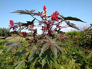 Ricinus communis.002 - Burela.jpg