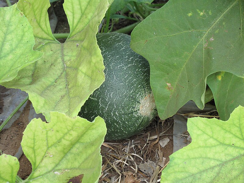 File:Rishpon, Shefa Farm, watermelon.JPG