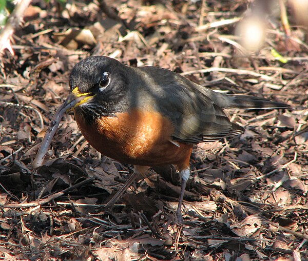 American robin eating an earthworm