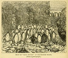 Northern rockhopper penguins, from an engraving after a photograph, published in a book by the naturalist aboard HMS Challenger