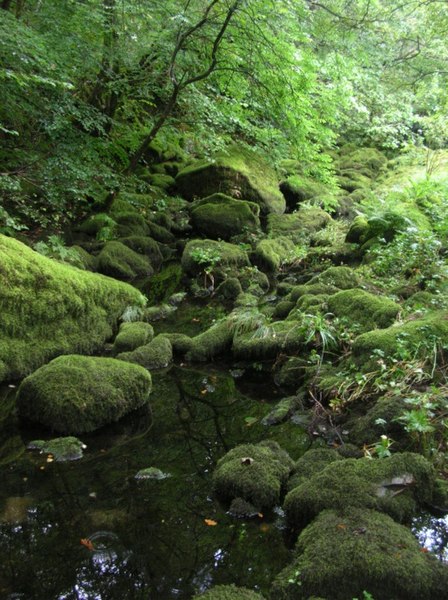 File:Rockpool near Skelwith Force - geograph.org.uk - 532922.jpg