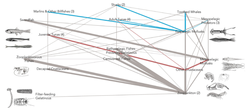 File:Role of micronekton in pelagic food webs.png