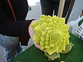 Romanesco cauliflower (or broccoli)