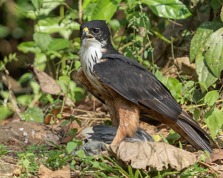 File:Roofus-bellied hawk eagle (51760611293).jpg