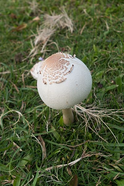 File:Round mushroom (27685255175).jpg