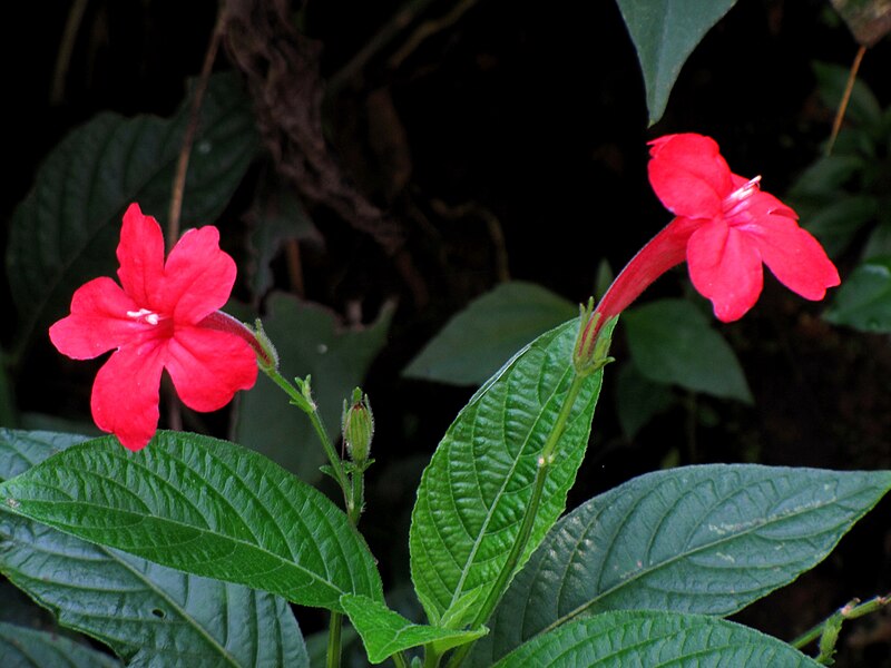 File:Ruellia elegans 9844.jpg