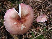 Russula betularum 03.jpg