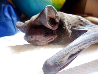 Wagners bonneted bat Species of bat