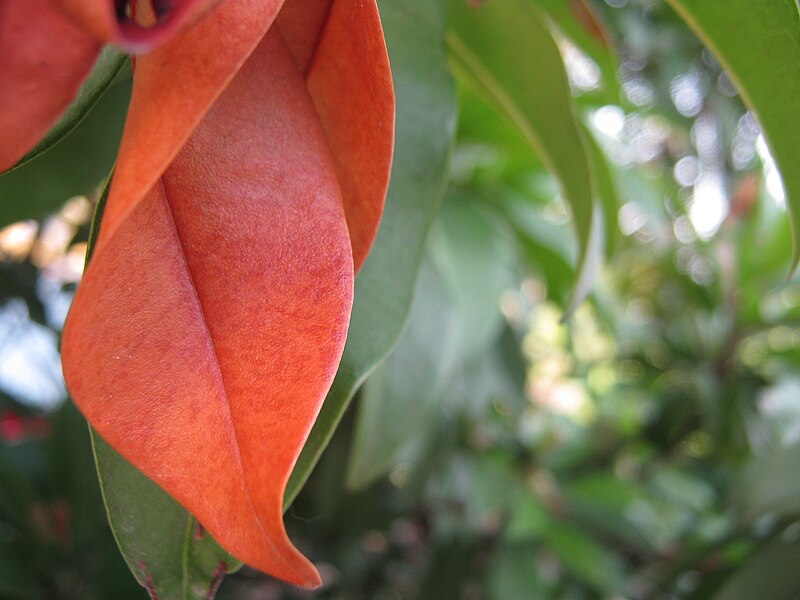 File:SAPOTA LEAF.JPG