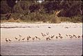 SHORE BIRDS ON PAVILLON KEY AT 10,000 ISLANDS - NARA - 544504.jpg