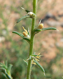 Leaves of a mature plant coming into flower, each leaf with one flower and two bracts in its axil Salsola tragus 4.jpg