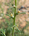 Zacht loogkruid (Salsola kali subsp. ruthenica)