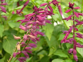 Salvia splendens