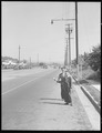 San Leandro, California. Hitch-Hiking. High school boys thumbing for a local ride to visit friends on a Saturday - NARA - 532091.tif