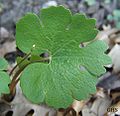 Sanguinaria canadensis 3.jpg