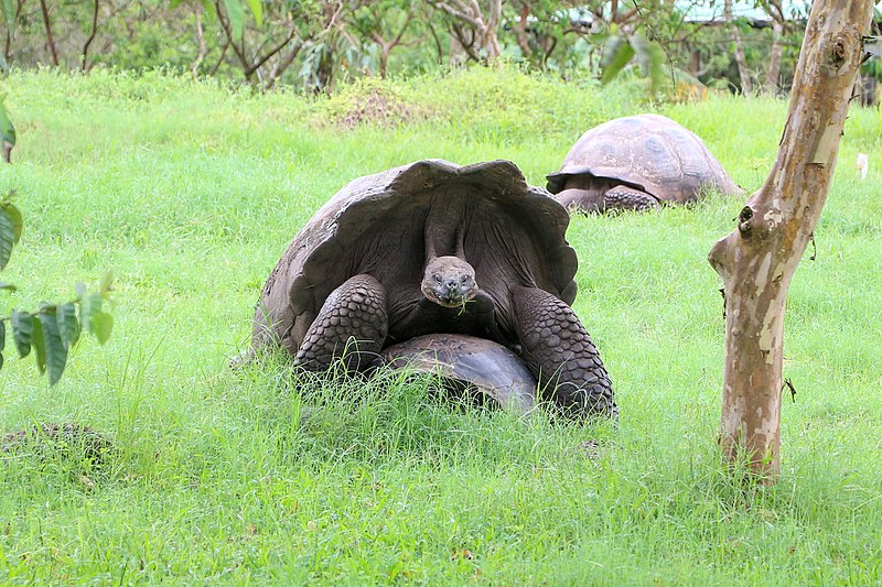 File:Santa Cruz giant tortoises 03.jpg