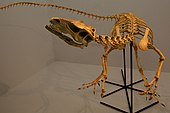 Skeletal mount of Santanaraptor placidus. Santanaraptor.jpg