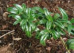 Vignette pour Sarcococca