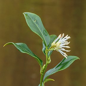 Descrizione immagine Sarcococca Hookeriana 25-01-2020.  (djb).  05.jpg.