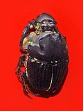 Thumbnail for File:Scarabaeidae - Diabroctis mimas.jpg