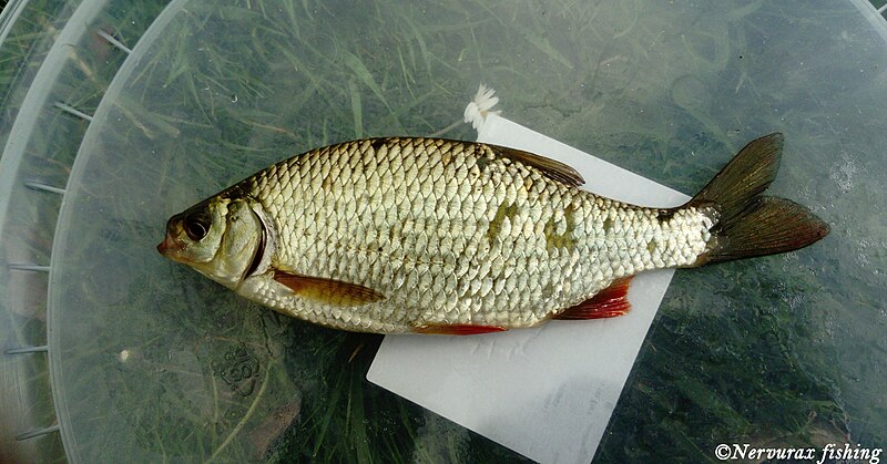 File:Scardinius erythrophthalmus (Seine river).jpg