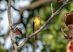 Thumbnail for File:Scarlet tanager in GWC (24901).jpg