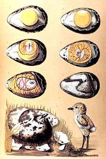Eight drawings showing the development of an egg, hatching, and an emerged chick
