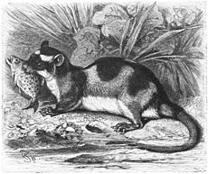 L'opossum aquatique ou sarigue d’eau[12] (Chironectes minimus) est un marsupial aquatique devenu très rare. La longueur de son corps est de 27 à 32 cm, sa queue est de 35 à 39 cm.