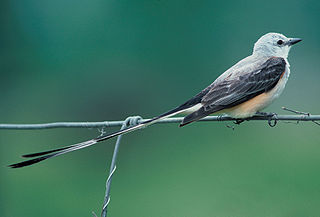 Die Tyrannen (Tyrannidae), gel