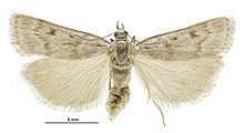 Scoparia s.l. pura female.jpg