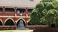 The weeping elm in The Quadrangle (2009)