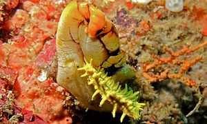 Holoturia Colochirus robustus en P. aurata