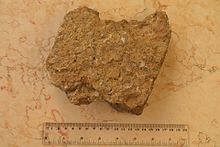 Roches sédimentaires trouvées à Kaitouly et contenant des marines fossiles marines