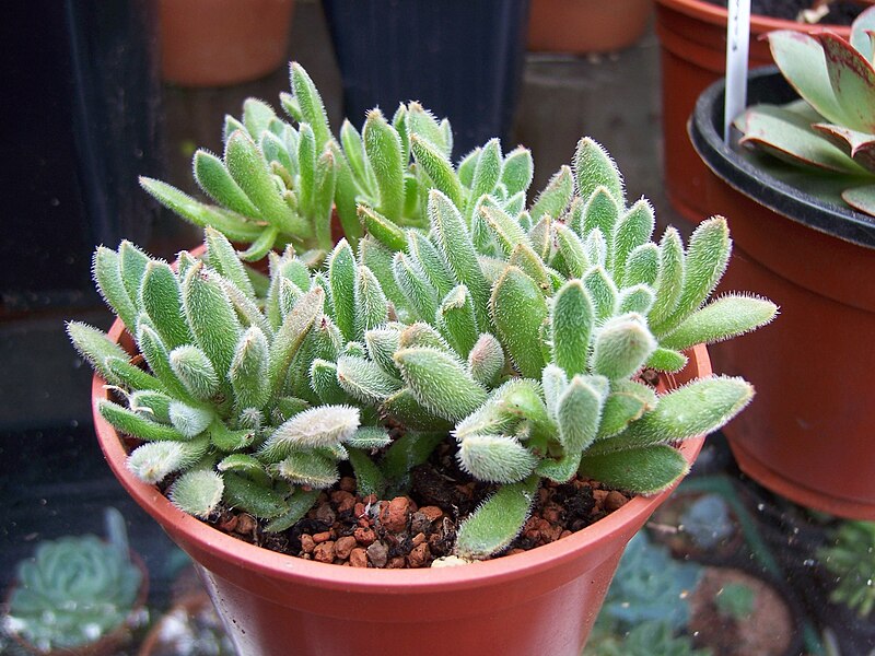 File:Sedum unknown (5849105543).jpg