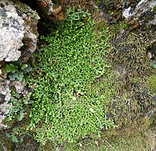 Selaginella denticulata from Antalya in Turkey Selaginella denticulata from Antalya in Turkey 09.jpg