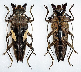 <i>Sepicana arfakensis</i> species of insect