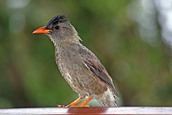 Seychellienbulbuli (Hypsipetes crassirostris)