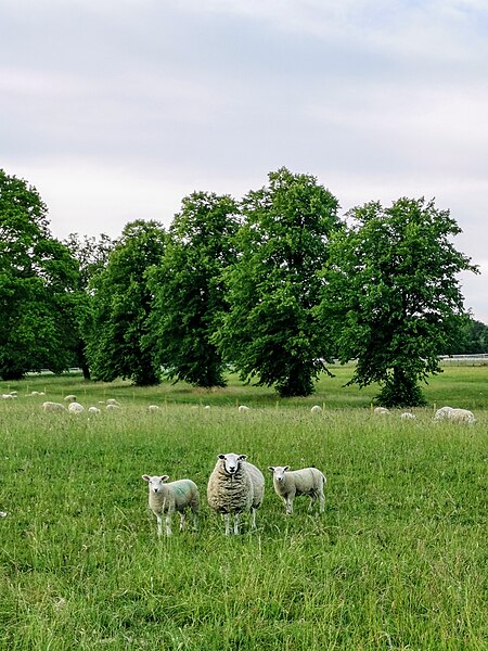 File:Sheep, Ingham, Suffolk.jpg