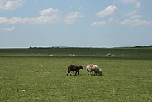 Sheep grazing on the Curragh plain