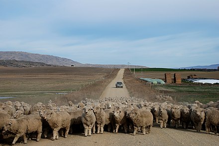 Near Patearoa, May 2007 Sheep traffic jam near Patearoa - Otago.jpg