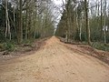 Sherwood Forest - Green Drive View - geograph.org.uk - 730048.jpg