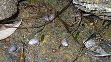 Cassidula plecotrematoides japonica in its natural environment. Shiinomimimigai0905-2.jpg